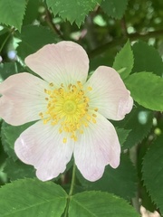Rosa canina
