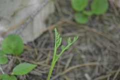 Botrychium acuminatum