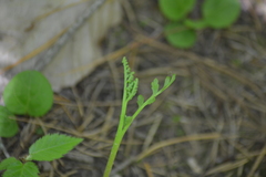 Botrychium acuminatum