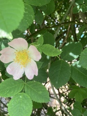 Rosa canina