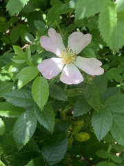 Rosa canina