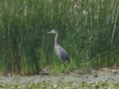 Ardea herodias