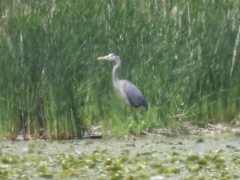 Ardea herodias