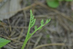 Botrychium acuminatum