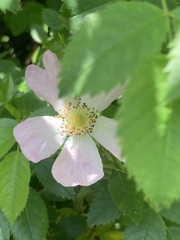 Rosa canina