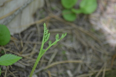 Botrychium acuminatum