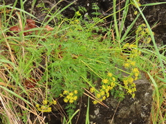 Lomatium hallii