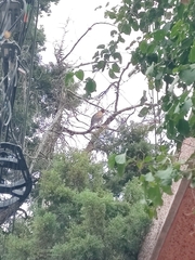 Parabuteo unicinctus