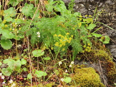Lomatium hallii
