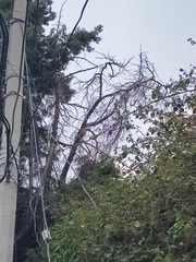 Parabuteo unicinctus