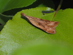 Dichomeris derasella