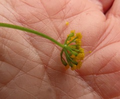 Lomatium hallii