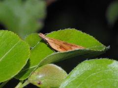 Dichomeris derasella