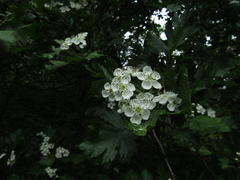 Crataegus ambigua