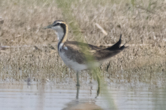 Hydrophasianus chirurgus