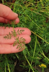 Lomatium hallii