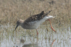 Calidris pugnax