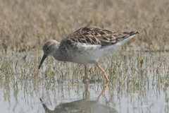 Calidris pugnax