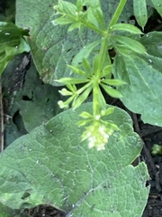 Galium aparine