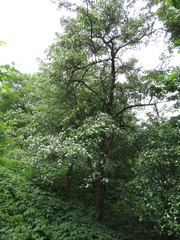 Crataegus ambigua