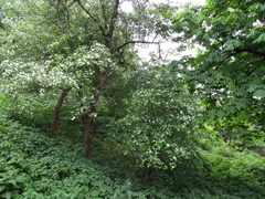 Crataegus ambigua