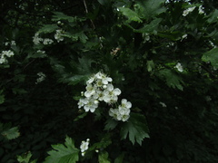 Crataegus ambigua