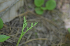 Botrychium acuminatum