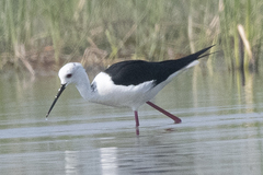 Himantopus himantopus