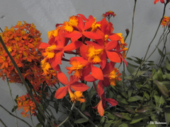 Epidendrum ibaguense