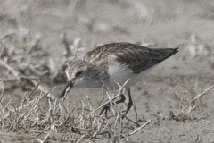 Calidris minuta