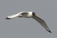 Ichthyaetus ichthyaetus