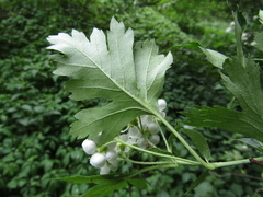 Crataegus ambigua