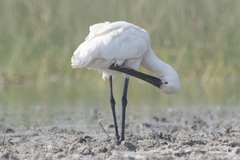 Platalea leucorodia