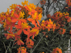 Epidendrum ibaguense