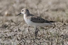 Calidris minuta