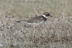 Charadrius hiaticula