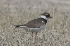 Charadrius hiaticula