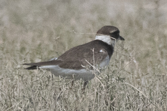 Charadrius hiaticula