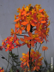 Epidendrum ibaguense