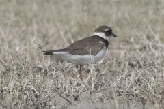 Charadrius hiaticula