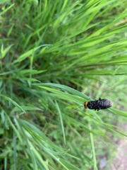 Acantholyda erythrocephala