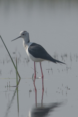 Himantopus himantopus