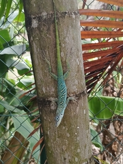 Anolis roquet