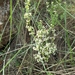 Galium lucidum fruticescens - Photo (c) Germán Lozano, some rights reserved (CC BY-NC), uploaded by Germán Lozano