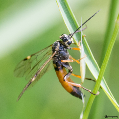 Tenthredopsis stigma