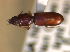 Clivina impressefrons