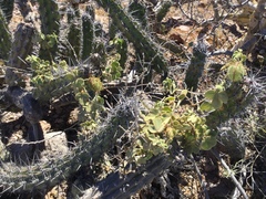 Passiflora fruticosa