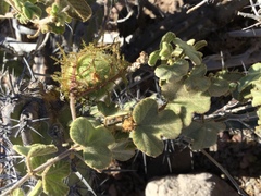Passiflora fruticosa