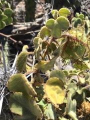 Passiflora fruticosa