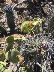 Passiflora fruticosa